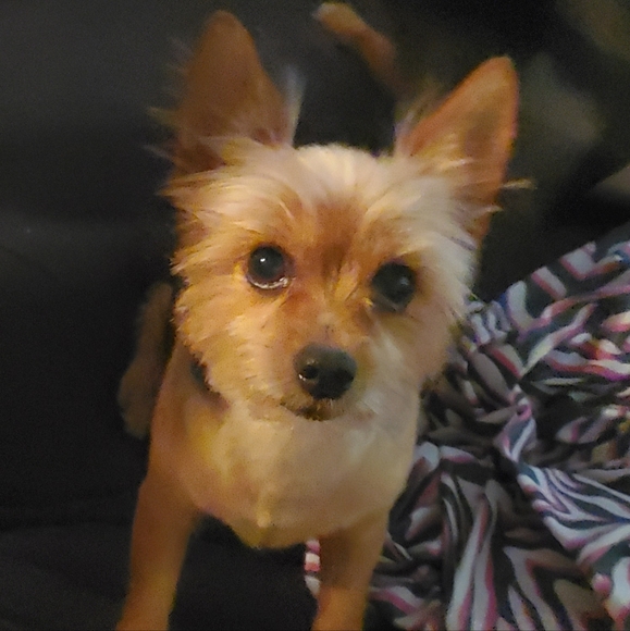 Meet your Posher, Jessica - Picture 6 of 9